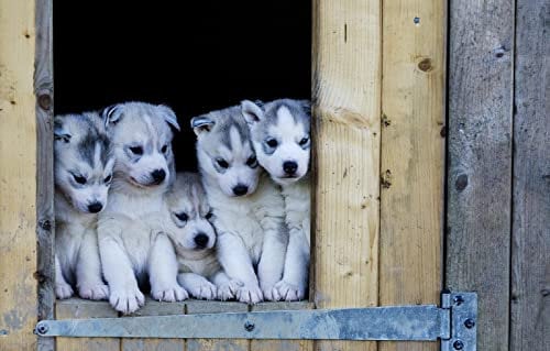 3D Puzzle Mädchen 1000 Teile Welpe Husky 52x38CM