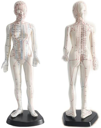 POCDOKYZ 48 cm weibliches Akupunkturmodell, Akupunkturpunktmodell, 361 Druckpunkte, klare gravierte Markierungen (Nichtverschluss), PVC-TCM-Trainingsmodell für Akupunktur und Massage,Natural