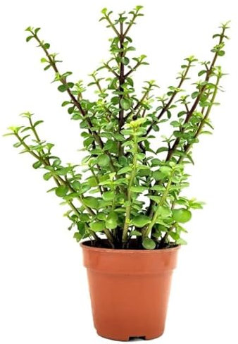DECOALIVE Planta de Jade Ea Portulacaria Afra Planta de Interior y Exterior Natural