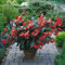 Graines fraîches - Bégonia - Dragon Wing Red F1-10 Semi