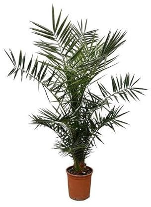 Kanarische Dattelpalme - Phönix Canariensis - Zimmerpflanze - 130cm - ø20cm