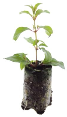 Fuchsia magellanica – 6x Jungpflanzen | Dauerblühende Hängepflanze, bienenfreundlich, pflegeleicht | Ideal für Balkon, Garten oder Topf | ComfortXL Green