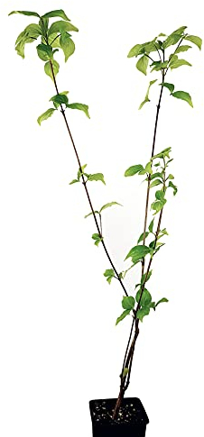 Seedeo® Asiatischer Blütenhartriegel Cornus kousa var. chinensis ca. 30 cm hoch