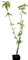 Seedeo® Asiatischer Blütenhartriegel Cornus kousa var. chinensis ca. 30 cm hoch