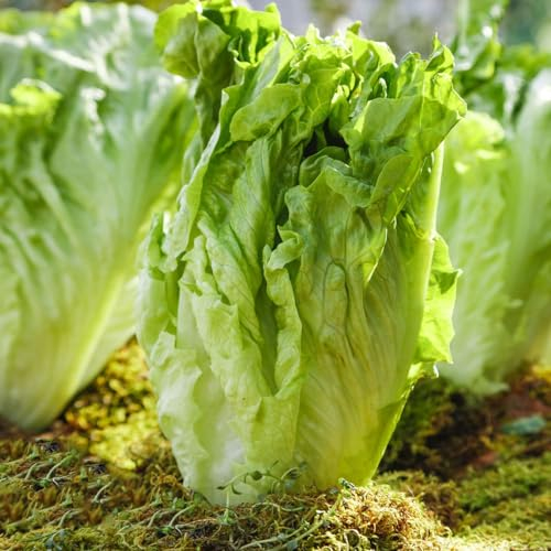 300 Pcs Salat Samen Kopfsalat - Lactuca Sativa - Winterharte Kübelpflanzen, Gemüse Samen Pflücksalat Samen, Salatsamen Bonsai Samen, Balkon Gemüse Bio Saatgut, Pflanzen Samen Pflanzen