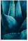 Bilderwelten Magnettafel - Sukkulente Petrol I - Memoboard, 60cm x 40cm