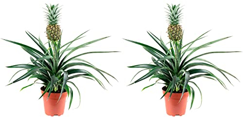 2er-Set Ananas (mit Frucht) - echte Zimmerpflanze, Ananas Corona - Höhe ca. 45 cm, Topf-Ø 12 cm