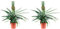 2er-Set Ananas (mit Frucht) - echte Zimmerpflanze, Ananas Corona - Höhe ca. 45 cm, Topf-Ø 12 cm