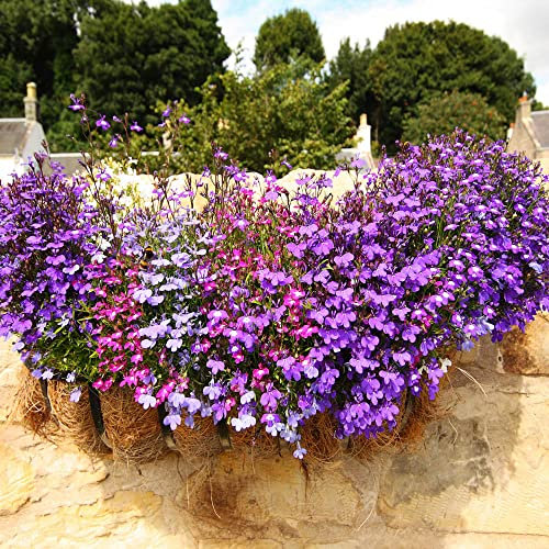 YouGarden Lobelia Trail Away 20 Garden Ready Plants Perfect for Patio, Baskets and Beds Hardy Plants for The Garden