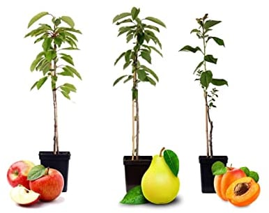 Plant in a Box - Arbres fruitiers - Mélange de 3 - pommes, poire - Malus Braeburn, Pyrus 'Doyenne du Comice', Malus 'Baya Marisa' - Pot 9cm - Hauteur 60-70cm