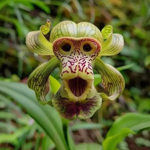 Bigougem Affen Orchideen Pflanzensamen - AffeGeichttsorchidee - Blumenwiesensamen, Steingartenpflanzen Hardy Simia samen Wildblumen Balkon Blumen Geschnittene Blumen Samen G 500 Stück