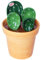 5 Stück Messlöffel Set im Topforganizer,Keramik Cactus Set,Keramik Kaktus Messlöffel mit Messbechern und Löffeln,für Küche Trocken Nass Messung Flüssigkeit Lebensmittel Salz und Zucker (B)