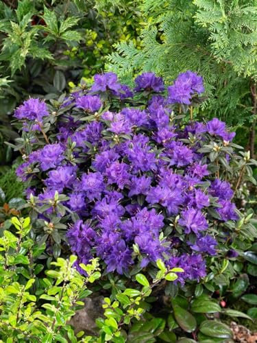 Rhododendron 'Enziana' 25-30 cm Topf Rhododendron russatum winterhart