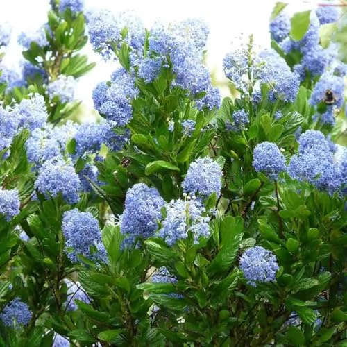 Ceanothus 'Autumnal Blue'. 9cm Plant x 2. Sky Blue Flowers. RHS Award of Garden Merit Winner. Plants for Pollinators. Available from Bedwen Plants