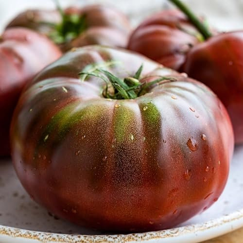 PlantiCo Tomaten Black Prince 0,2 g Samen Tomatensamen Robuste Gemüsesamen Gemüse Samen Anzucht Saatgut Gewächshaus Garten Gemüsegarten