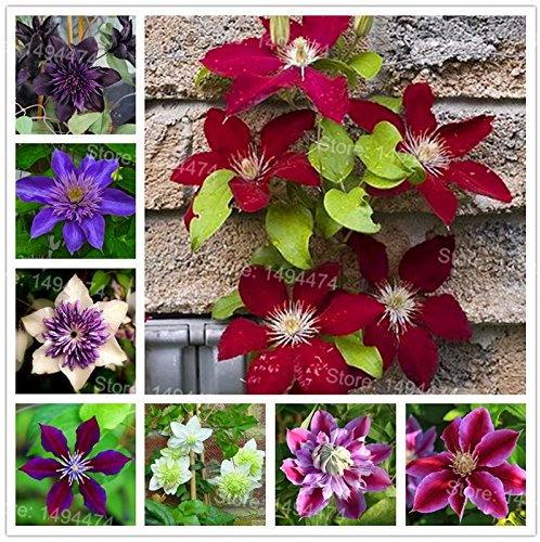 Mix Clematis Hybridas Semi Belle Clematis Piante rampicanti Semi Bonsai Fiore di DIY si dirigono il giardino 100 semi Clematis Florida