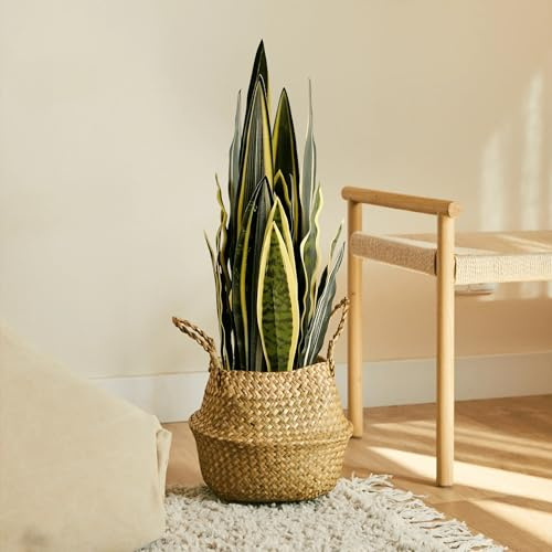 BLAINE - Planta Artificial Sansevieria 70 cm | Aspecto Hiperrealista para Decoración de Habitación, Interiores y Oficinas Que No Necesita Mantenimiento