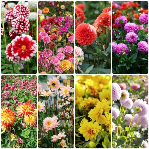 10 pcs dahlien knollen winterhart - deko büro frühblüher zwiebeln hydrokultur pflanzen dahlie dahlia,zwiebeln kräutergarten blumenzwiebeln winterhart kleine geschenke zwiebel wildblumen