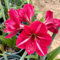 amaryllis zwiebel - Hippeastrum - steingartenpflanzen winterhart balkonblumen amaryllis knollen zwiebelblumen blumen pflanzen bonsai pflanzen deko wohnzimmer blumenzwiebel garten 4pcs
