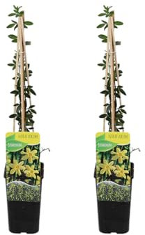 Bloomique - Juego de 2 - Jasminum Nudiflorum - Jazmín de invierno - Amarillo - Plantas trepadoras - Plantas de jardín - Resistentes - Maceta 15 cm - 70-80 cm de alto