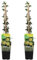 Bloomique - 2er-Set - Jasminum nudiflorum - Winterjasmin - Gelb - Kletterpflanzen - Gartenpflanzen - Winterhart - Topf 15 cm - 70-80 cm hoch