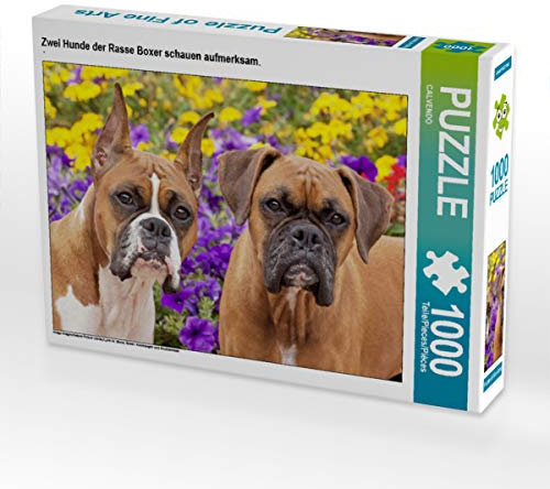 CALVENDO Puzzle Zwei Hunde der Rasse Boxer schauen aufmerksam. 1000 Teile Lege-Größe 64 x 48 cm Foto-Puzzle Bild Verlag