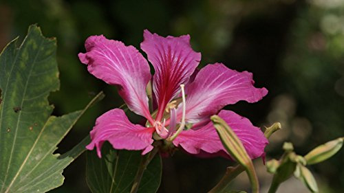 Lila Orchideen-Baum, Bauhinia Purpurea, Baum 10 Samen (Fragrant)
