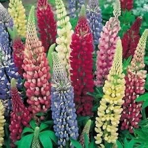 Pack Kings Lupin Russell Hybrids Mixed Perennial Garden Flower Seeds