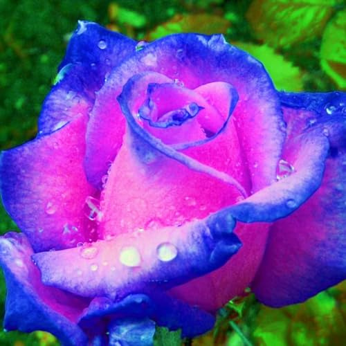 Winterharte mehrjährige Seltene Rosen Schnelles Gärten Geschenk bereit-1Rosenzwiebeln-c