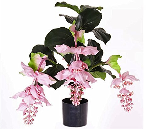 Künstliche Medinilla Tropen Kunstpflanze mit 4 rosa Blüten, 80cm hoch - Exotische Tropische Zierpflanze Medinille