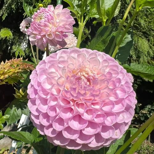4 pcs dahlien knollen winterhart, zwiebeln blumenzwiebeln mehrjährig winterhart zimmergewächshaus anzucht flowers bienen wiese blumenzwiebeln winterhart dekoration wohnzimmer gartenblumen