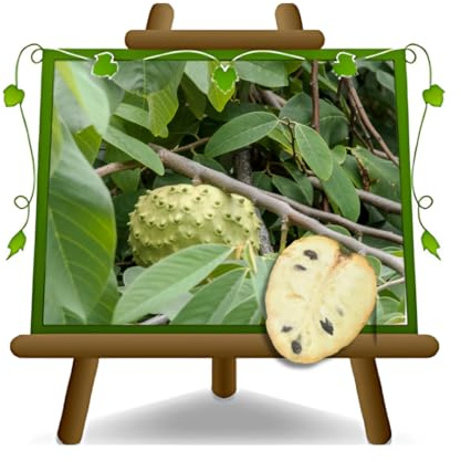Annona Cherimola Fino de Jete - exotischer Obstbaum im Topf 15x35 cm - Höhe 170-180 cm