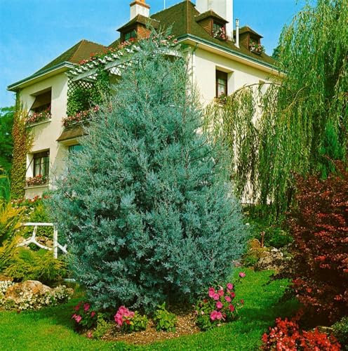 Cupressus arizonica 'Glauca' 40-60 cm - Arizona-Zypresse, blaugrünes Laub, immergrün, ideal als Heckenpflanze, pflegeleicht und winterhart