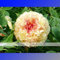 (Jin Ge J * Ambizu *) 5 Samen/Pack, Jin Ge japanische Baum-Pfingstrose Blumen '' Kinkaku - Jin Ge ''
