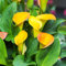 Winterharte Calla Zwiebeln Garten Blumen Gartendeko FüR DraußEn Bodendecker Winterhart MehrjäHrig Blumenzwiebeln Balkonpflanzen Winterharte KüBelpflanzen Dekoblumen 5 Calla Zwiebeln Winterhart