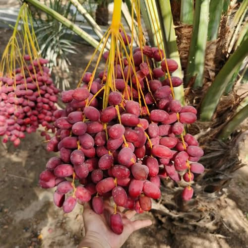 10 Pc Semillas De Palmera Datilera - Semillas De Dátil Árboles Resistentes Al Jardín, Plantas De Jardín Resistentes Y Perennes. Semillas Resistentes De Palmera Datilera, Semillas De