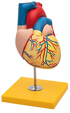 Elementare Anatomie Budget 2-teiliges menschliches Herz-Anatomiemodell mit Ständer, Lebensgröße, Schulunterricht