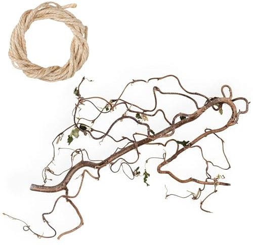Echter Korkenzieherhasel AST zum Aufhängen Korkenzieherhasel Zweig Osterndeko | Dekozweige für Vase ca. 40cm - 50cm