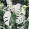 monstera pflanze samen balkonpflanzen gartenpflanzen büropflanzen monstera variegata stauden winterhart mehrjährig, exotische samen, pflanzen für draußen, zimmerpflanze bonsai samen 80pcs