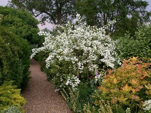 Duftjasmin Philadelphus Virginal 40-60 cm winterhart Heckenpflanze