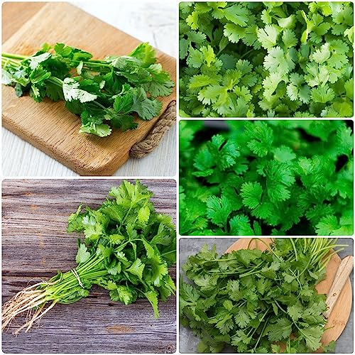 200 Koriandersamen Zum Pflanzen Mehrjährig - Koriander Coriandrum Sativum - Nachhaltige Produkte Balkon Pflanzen Winterfest Kräutersamen Zimmergewächshaus Anzucht Gemüse Samen Saatgut Winter