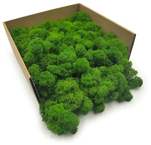 Enchanted Moos Konserviertes Rentiermoos Stabilisiert Deko Moos Zum Basteln DIY Für Mosbilder Floristik Natur Finnisch Waldgrün 500 g