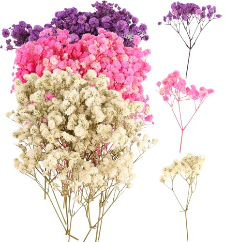 100 Stück Schleierkraut Getrocknet, Trockenblumen Schleierkraut, Trockenblumen zum Basteln, Getrocknete Blumen Klein für DIY Fotorahmen, Lesezeichen, Grußkarten (Lila/Rosa/Weiß)