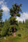 Portal Cool 50 Samen n Pinus Cembra, Schweir Kiefer, Zirbe, Zirbelkiefer, Ã–sische