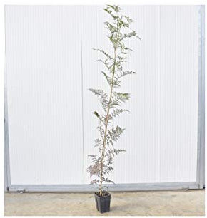 Albero di Jacaranda Mimosefoila Vaso 18cm,Altezza 50/80cm