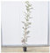 Albero di Jacaranda Mimosefoila Vaso 18cm,Altezza 50/80cm