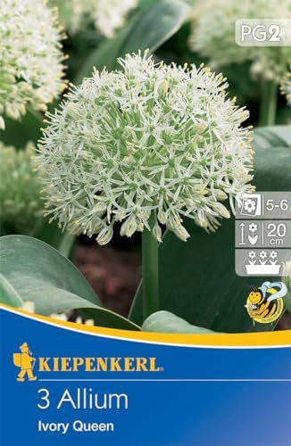 Kiepenkerl Zierlauch Ivory Queen - Elegante Blumenzwiebeln für Beet & Kübel, Nährstoffreicher Pollen, Ideal für Nützlinge, Allium Blütendolden