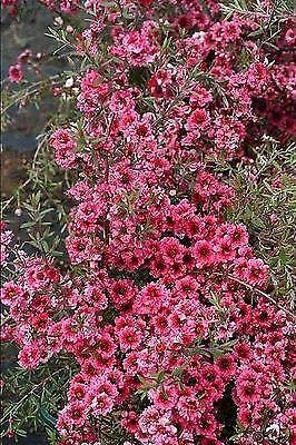 Portal Cool Leptospermum Scoparium Inverno Cheer – Manuka, Teebaum – Pianta im 9 cm Topf