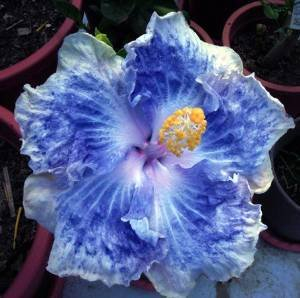 200 Stück 24 Farben Bonsai Hibiscus Blumensamen Hardy, Mischungsfarbe, DIY Hausgarten-Topfpflanze Pflanze, Bonsai-Samen Blume