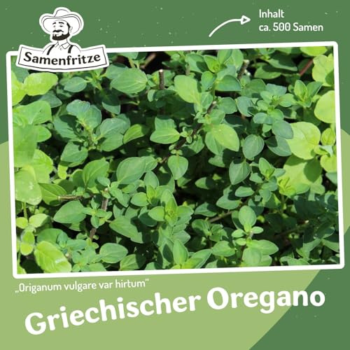 Griechischer Oregano Samen